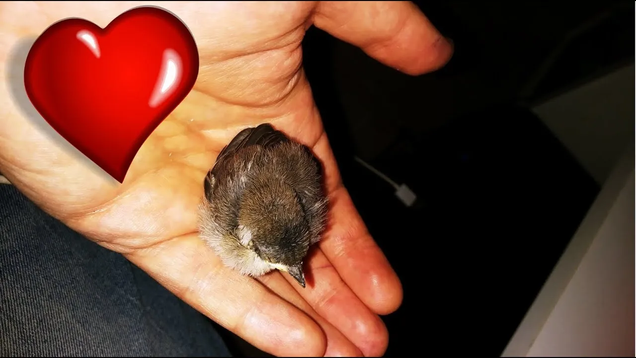 I Rescued Finch Bird Newborn