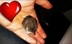 I Rescued Finch Bird Newborn
