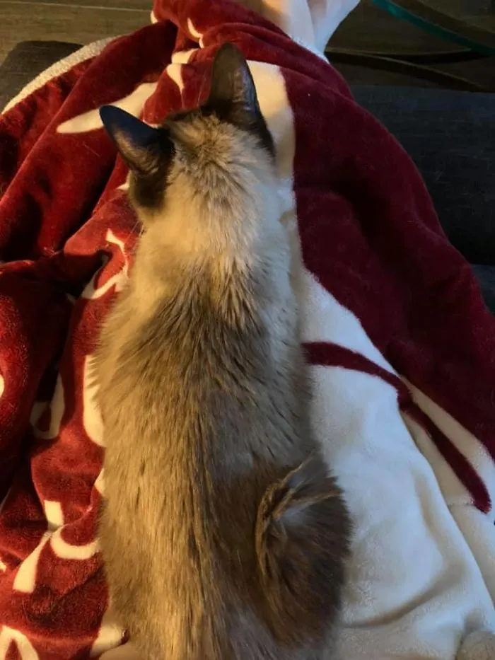 I Rescued This Handsome 15 Yr Old Siamese And He Hopped In My Lap Immediately