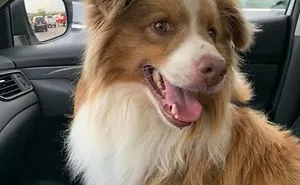 50 Photos By Our Readers Of Their Pets Just Moments After They'd Adopted Them