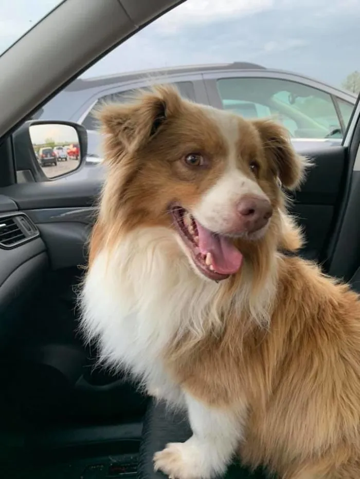 Fig My Lockdown Foster On His Ride Home From The Rescue. He Was Neutered Yesterday So I’m Just Waiting For The Final Paperwork So I Can Officially Say He Is Furever Mine