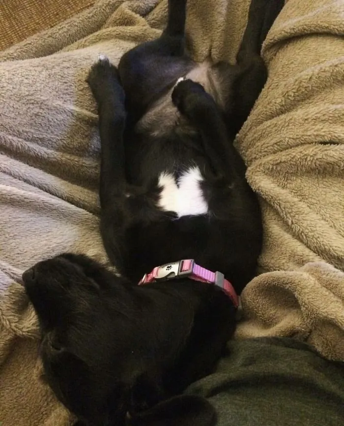 Mi perro Marcie, horas después de sacarla de la perrera