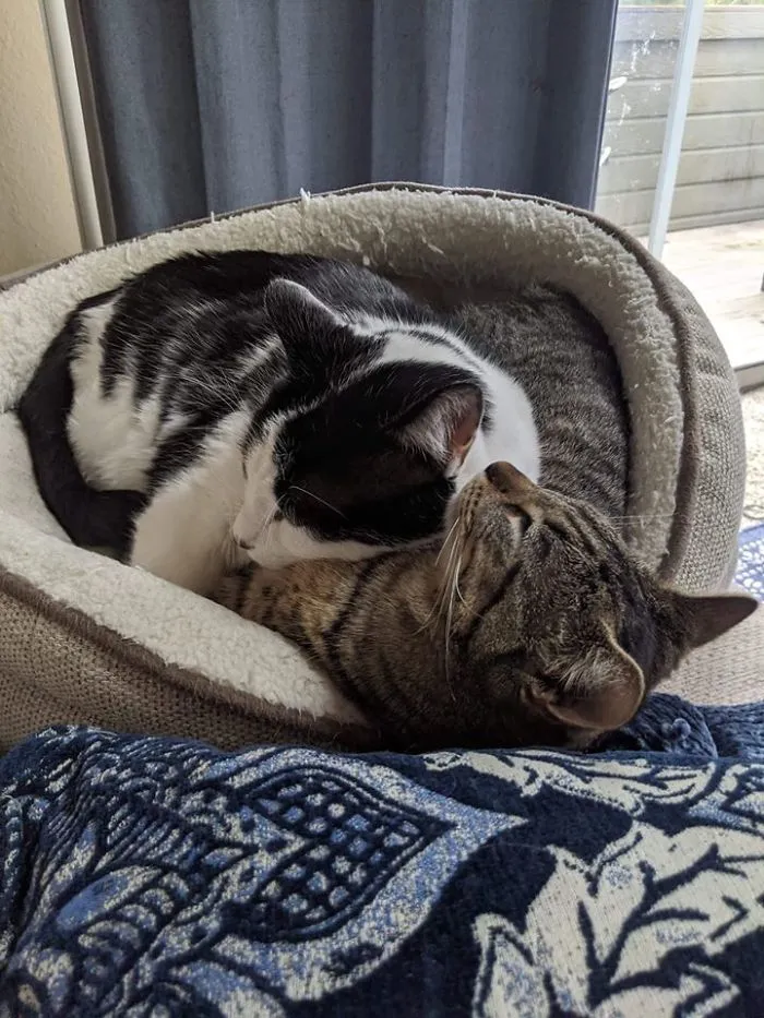 Brought Home Our Tabby On Feb 1st...this Was A Month Ago. I Think My Fears Of My Tuxedo Cat Not Liking Her Were Squashed Officially After This Photo