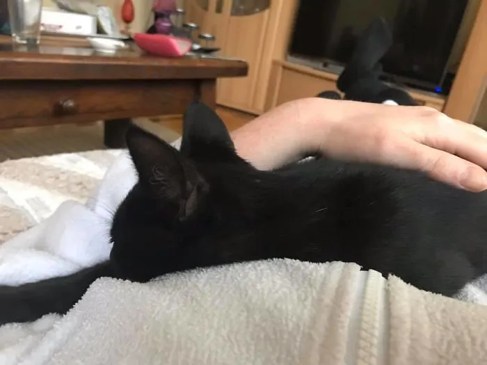 Aquí todavía era un gato callejero, 2 días después me decidí a adoptarlo