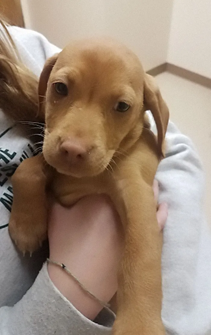 Lo hemos adoptado hoy