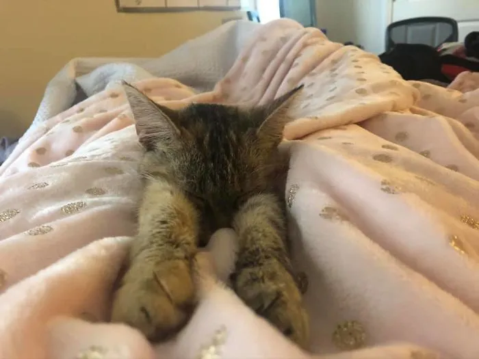 1 hora después de su adopción