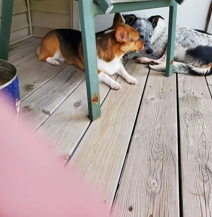 Sam a los 10 minutos de llegar. Su hermano corgi lo adora
