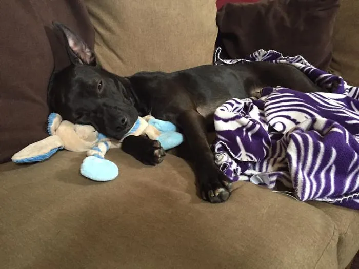 Nuestro cachorro en su primer día en casa