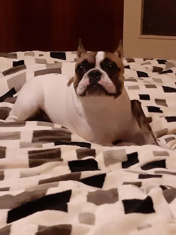 Horas después de ser adoptado