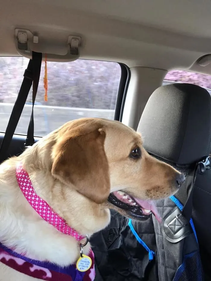 Camino a casa