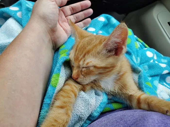 Someone Threw This Baby Out In The Parking Lot Of A Gas Station From Their Car Yesterday...