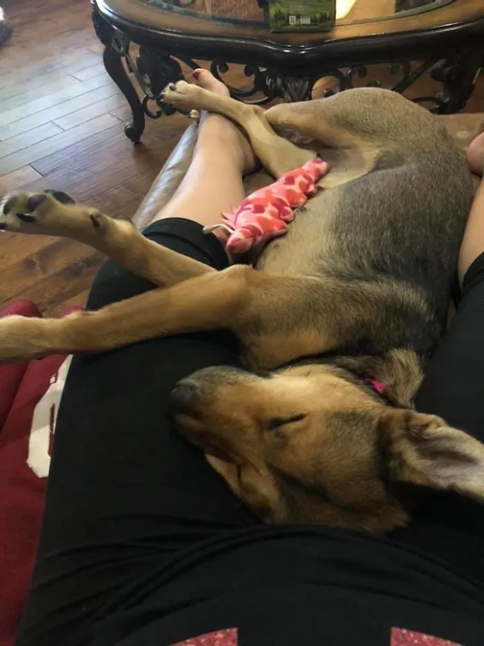 This Is Faye Only Hours After I Brought Her Home. She Was Found Wandering Around In The Texas Summer Heat. Her Old Owners Were Uninterested In Taking Her Back. I Thinks She’s Okay With It