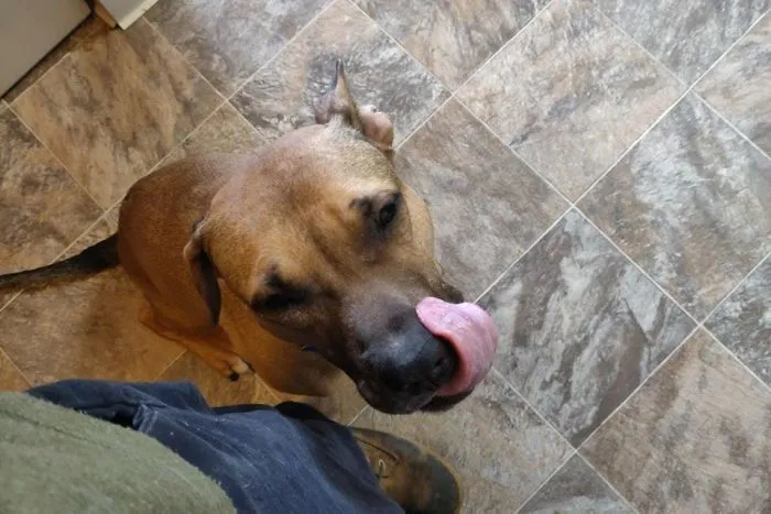 Scrappy tras su primera comida con nosotros