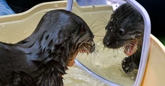 30 Pets That Discovered Mirrors