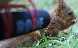 Photographer Puts Her Mic In Front Of A Baby Squirrel, And Its Adorable Munching Sounds Get Over 12M Views