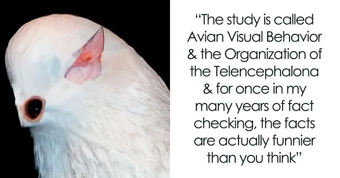 Scientists Share A Pigeon Facial Recognition Study, Tumblr User Summarizes It With A Hilarious Explanation