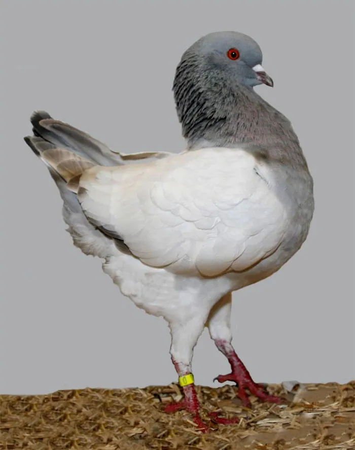 Paloma de Módena alemana