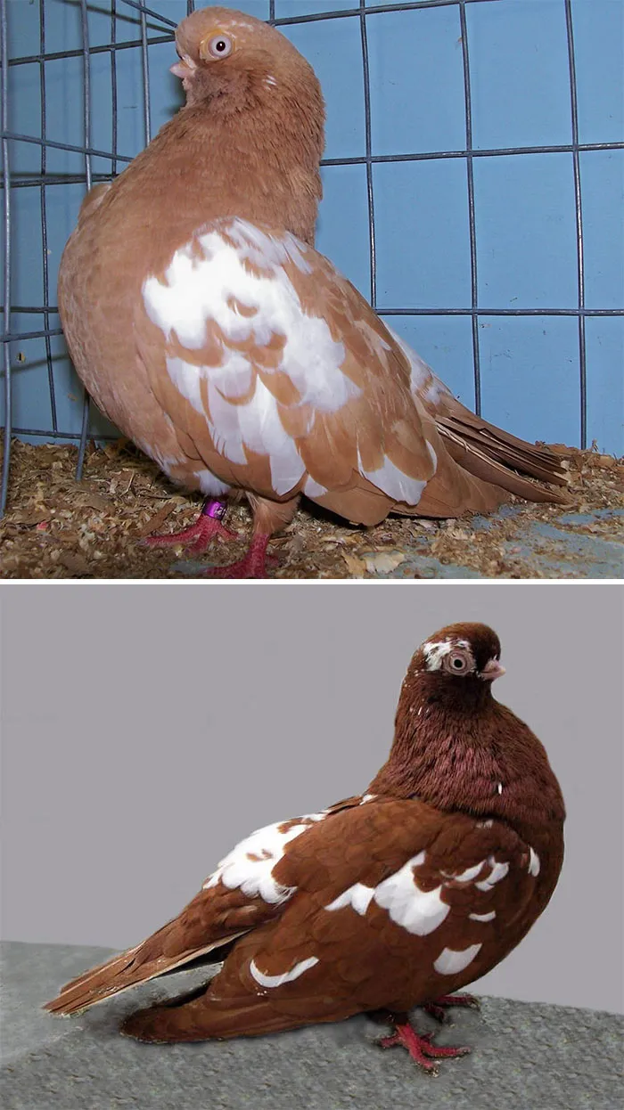 Paloma volteadora inglesa de pico corto