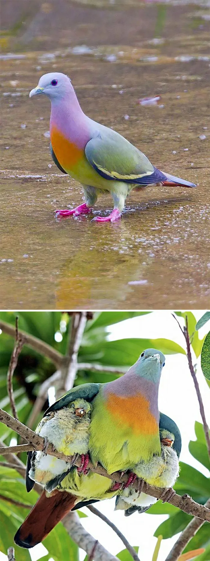 Pink-Necked Green Pigeon