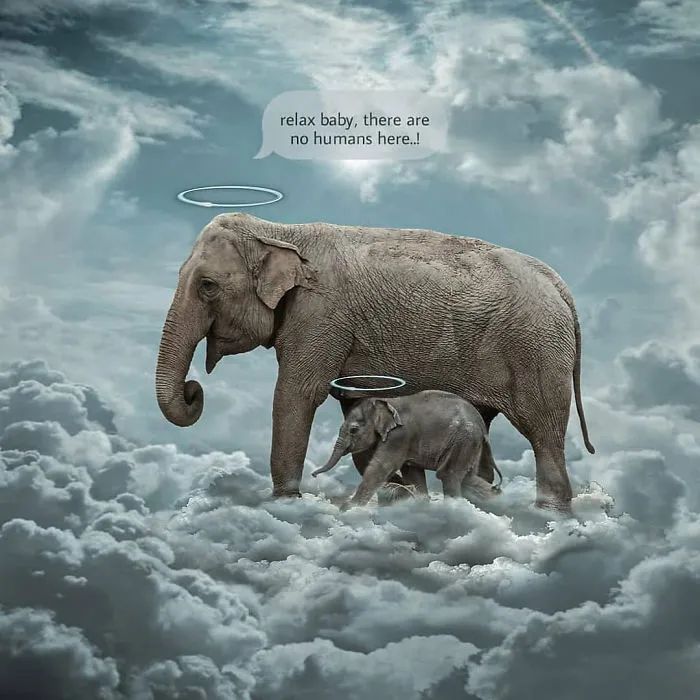 Pregnant-Elephant-Dies-Eats-Pineapple-Filled-With-Firecrackers-Artists-Pay-Tribute