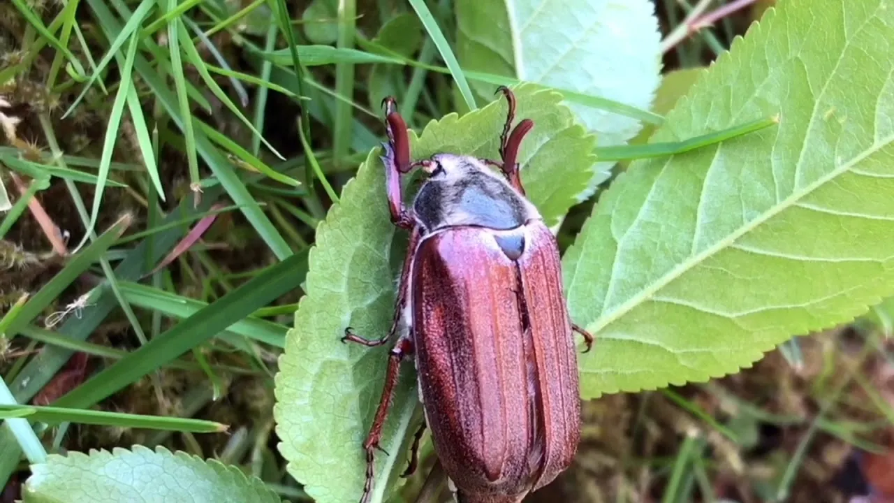 Life Of May Bugs