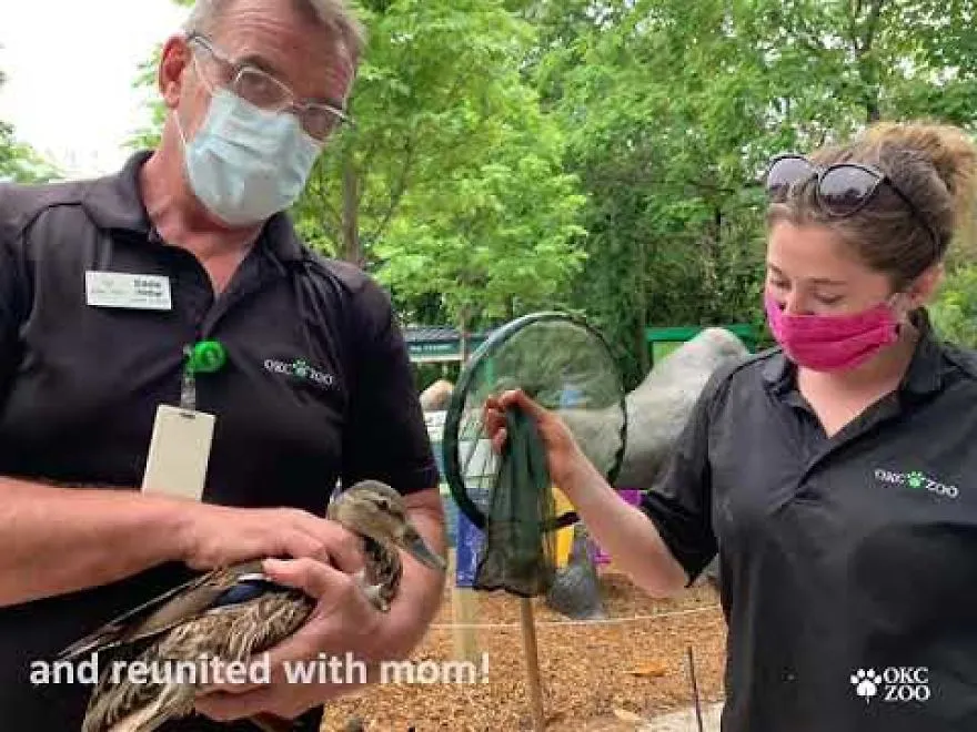 Newly-Hatched Duckling Rescued On Fathers Day At Oklahoma City Zoo