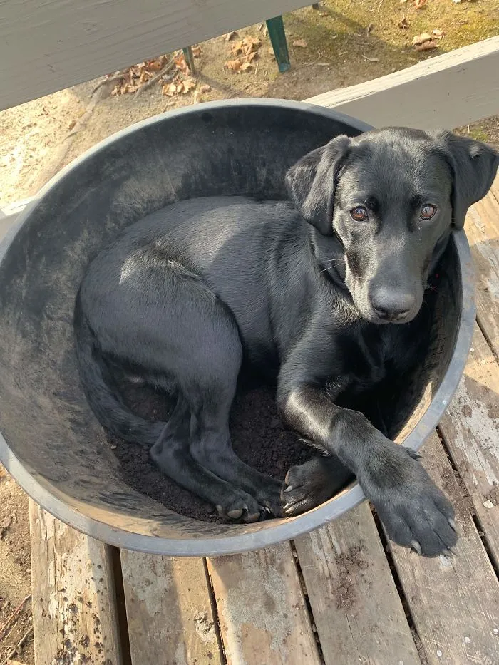 My Dog Likes Pots