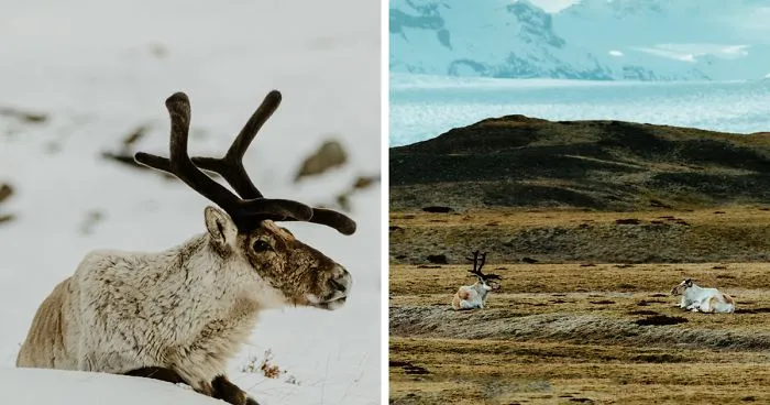Here Are My 25 Photos Of Reindeer In Southeast Iceland