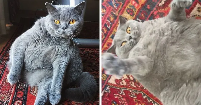 This Chonky-Looking Cat Was About To Be Put Down Because Of Her Condition, Got Rescued By The Vet