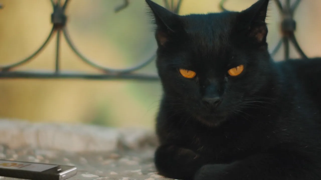 10 Tensions Cat Parents Experience During A Pandemic