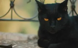 10 Tensions Cat Parents Experience During A Pandemic