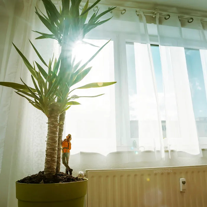 Indoor Plants Become Tall Trees Once You're Tiny