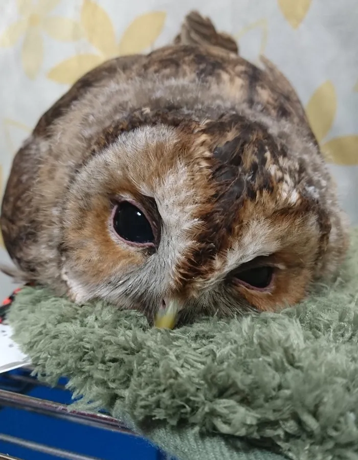 People Are Just Learning That Some Owls Sleep With Their Faces Down And Here Are 26 Pics