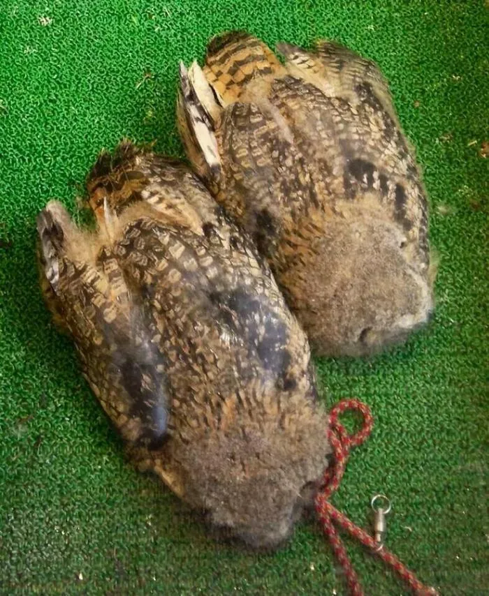 People Are Just Learning That Some Owls Sleep With Their Faces Down And Here Are 26 Pics