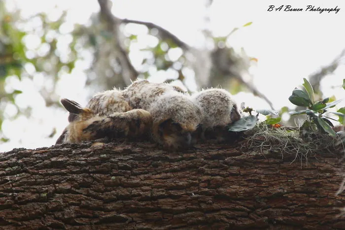 People Are Just Learning That Some Owls Sleep With Their Faces Down And Here Are 26 Pics