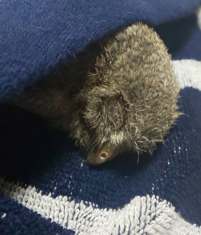 People Are Just Learning That Some Owls Sleep With Their Faces Down And Here Are 26 Pics