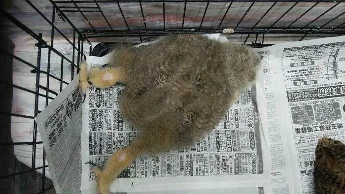 People Are Just Learning That Some Owls Sleep With Their Faces Down And Here Are 26 Pics