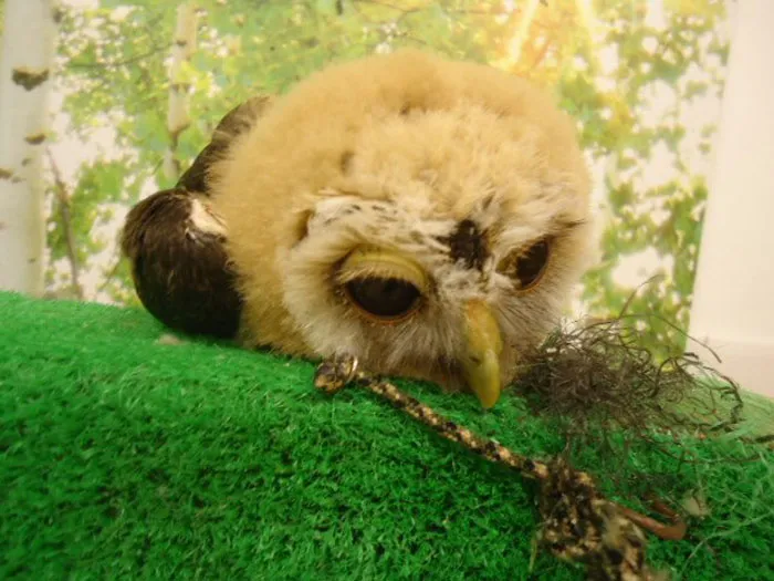 People Are Just Learning That Some Owls Sleep With Their Faces Down And Here Are 26 Pics