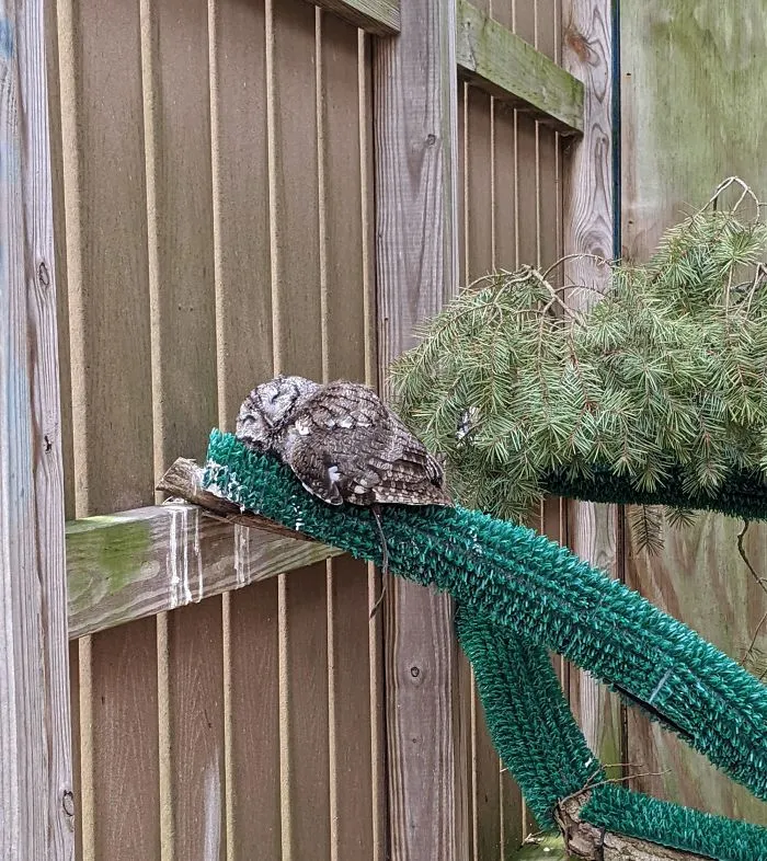 People Are Just Learning That Some Owls Sleep With Their Faces Down And Here Are 26 Pics