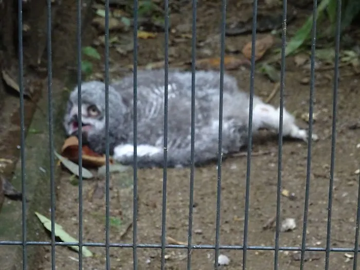 People Are Just Learning That Some Owls Sleep With Their Faces Down And Here Are 26 Pics