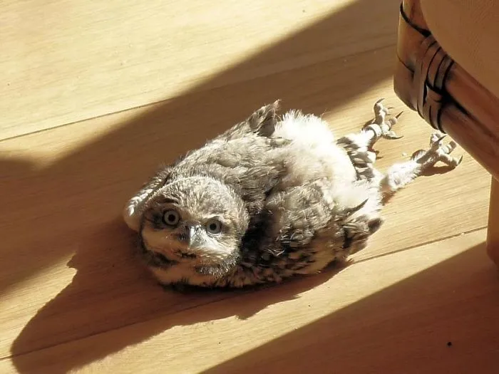 People Are Just Learning That Some Owls Sleep With Their Faces Down And Here Are 26 Pics