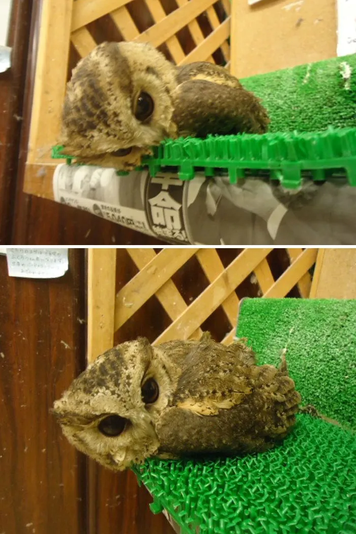 People Are Just Learning That Some Owls Sleep With Their Faces Down And Here Are 26 Pics