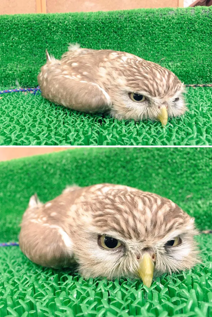 People Are Just Learning That Some Owls Sleep With Their Faces Down And Here Are 26 Pics