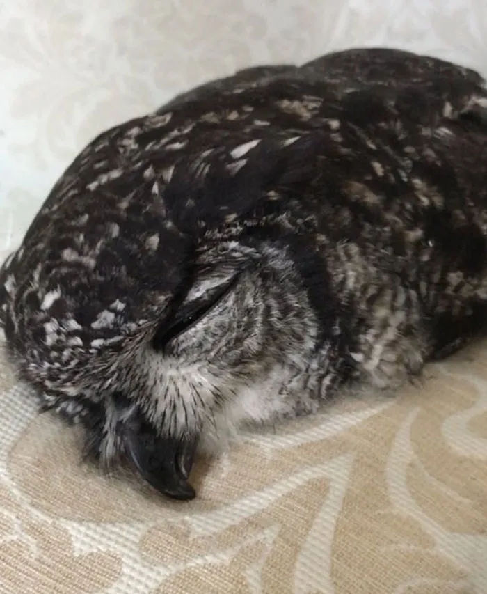 People Are Just Learning That Some Owls Sleep With Their Faces Down And Here Are 26 Pics