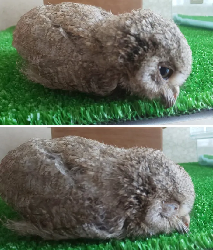 People Are Just Learning That Some Owls Sleep With Their Faces Down And Here Are 26 Pics