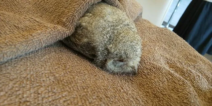 People Are Just Learning That Some Owls Sleep With Their Faces Down And Here Are 26 Pics
