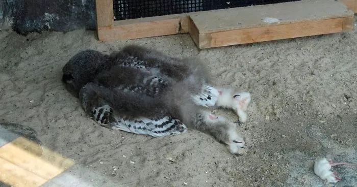 People Are Just Learning That Some Owls Sleep With Their Faces Down And Here Are 26 Pics