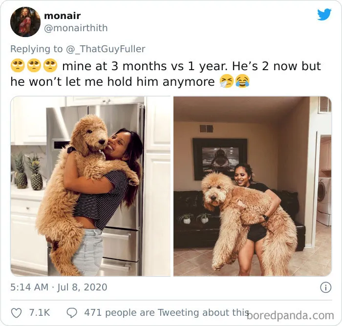 La gente comparte en twitter fotos de sus perros de cachorros y cómo son ahora (30 imágenes)