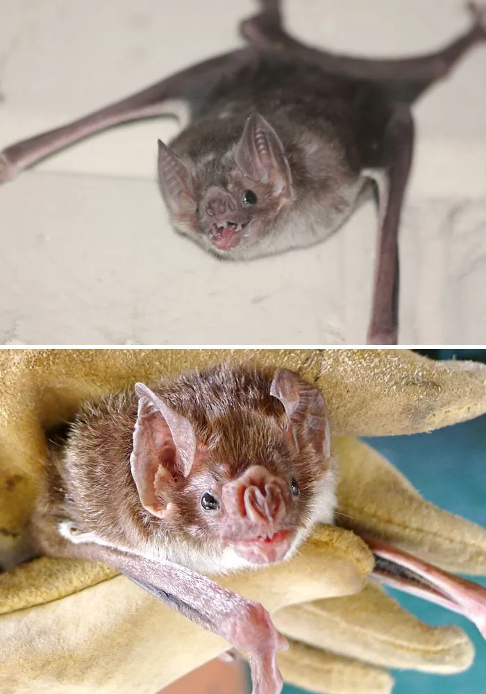 Common Vampire Bat