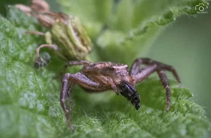 My 21 Photographs Show What The Life Of Insects Is Like